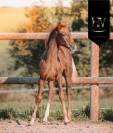 Pouliche kwpn vitalis x furstentern x baron