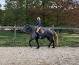 Jument arabo-frison x kwpn