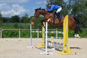 Magnifique jument kwpn de 7 ans