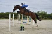 Magnifique jument kwpn de 7 ans