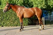 Virgolina ter sculem