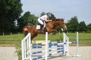 Hongre de 7ans gros potentiel 