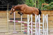 Jument sf originel 4 ans par rock  n roll semilly