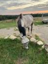 Hongre 9 ans, 1m70, idéal 1er cheval, cso club elite 