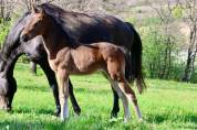 Pouliche selle francais - avenir pour le dressage