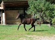 Pouliche selle francais - avenir pour le dressage