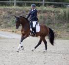 Magnifique hongre de 4 ans 