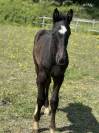 Pygmalion du valois ( zuccero x vigo d arsouilles)