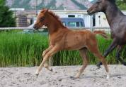 Pouliche aux origines 100% dressage ! 