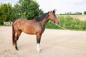 Poulinière de 5 ans par qlassic bm, pleine up to you