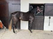Pouliche 2 ans par qlassic bm