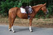 Mademoiselle buiss pfs