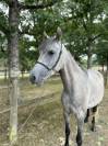 Super ponette d 