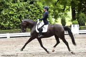 Jument de dressage 9 ans – croisement d’exception