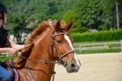 Hongre 7 ans pour amateur elite
