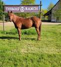 – cheval quarter horse keywest du tr –