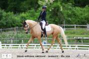 Magnifique palomino sf x lusitanien