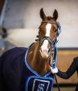 Hongre dressage maitre d école