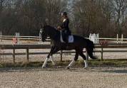 Hongre dressage par fursten look