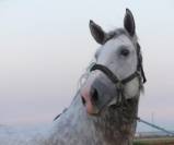 Un jeune cheval qui impressionne