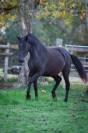 Jument pure race espagnole pre noire yeguada militar