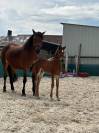 Foal mâle pfs par kracker le courtal 