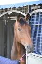 Magnifique jument 8ans amateur elite