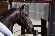 Charisme et complicité – hongre pre 13 ans 