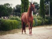 Jument 3 ans par diamondgio lth x karamel de lauture