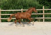 Hongre 2 ans vidar x cecotto’s as