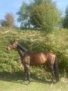 Super cheval d’amateur 