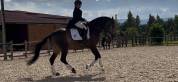 Hongre - lusitanien - 7 ans - psg- piro free