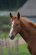 Foal sf dressage/cce