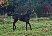 Foal d avenir