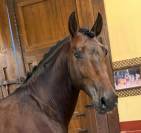 Un cheval sérieux, beau et facile à aimer