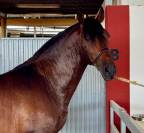 Un cheval avancé, élégant et fiable pour briller