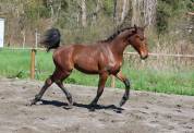 Pouliche hanovrienne d avenir, vitalis x glamourdale