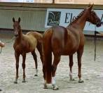 Pouliche selle francais par vitalis