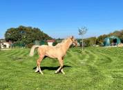 Poney palomino,issus d une lignée prestigieuse