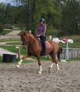 Super hongre 7 ans par sezuan niveau st georges