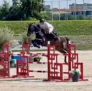 Cheval de grand prix pour amateur 