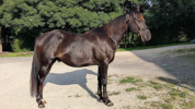 N  joy, superbe quarter horse mâle de 2 ans