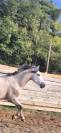 Pur race espagnol .fils de romero de trujillo ...