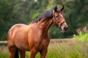 Elegant and charming dressage mare