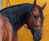 Prisma: un espagnol grand par le corps et par le cœur