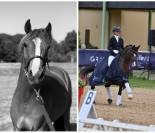 Foal mâle 2026 - croisement poney de dressage 