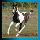 Foal mâle pie bai 2025