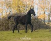 Pouliche pur-sang lusitanienne