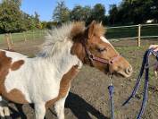 Pouliche pfs pie par eurogen  fantomas