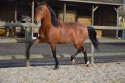 Magnifique pure race espagnole pour le dressage classiq